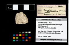 Foto (Objekt + Etikett) von Protosphaeroma ernstbrunnense (Bachmayer, 1949)  (NHMW-GEO-1990-0041-10183)